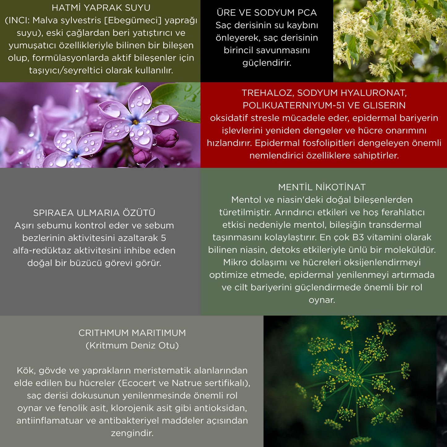 Meristema Yenilenme Terapisi - Arındırıcı Esans, Yağlı ve Tahrişe Eğilimli Saç Derisi İçin Arındırıcı Serum Seti