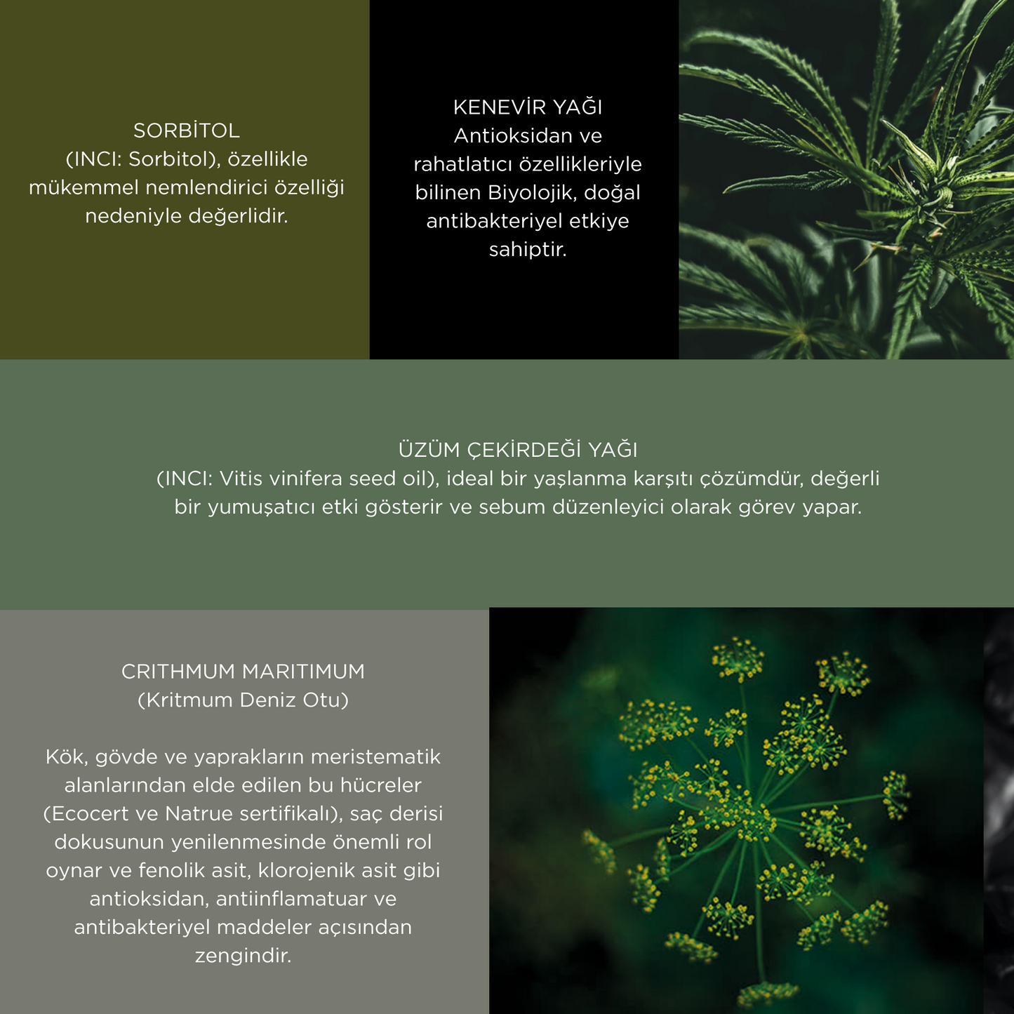 Meristema Micellar Treatment, Bitki Kök Hücreli Arındırıcı Saç Derisi Detoksu 6'lı Paket